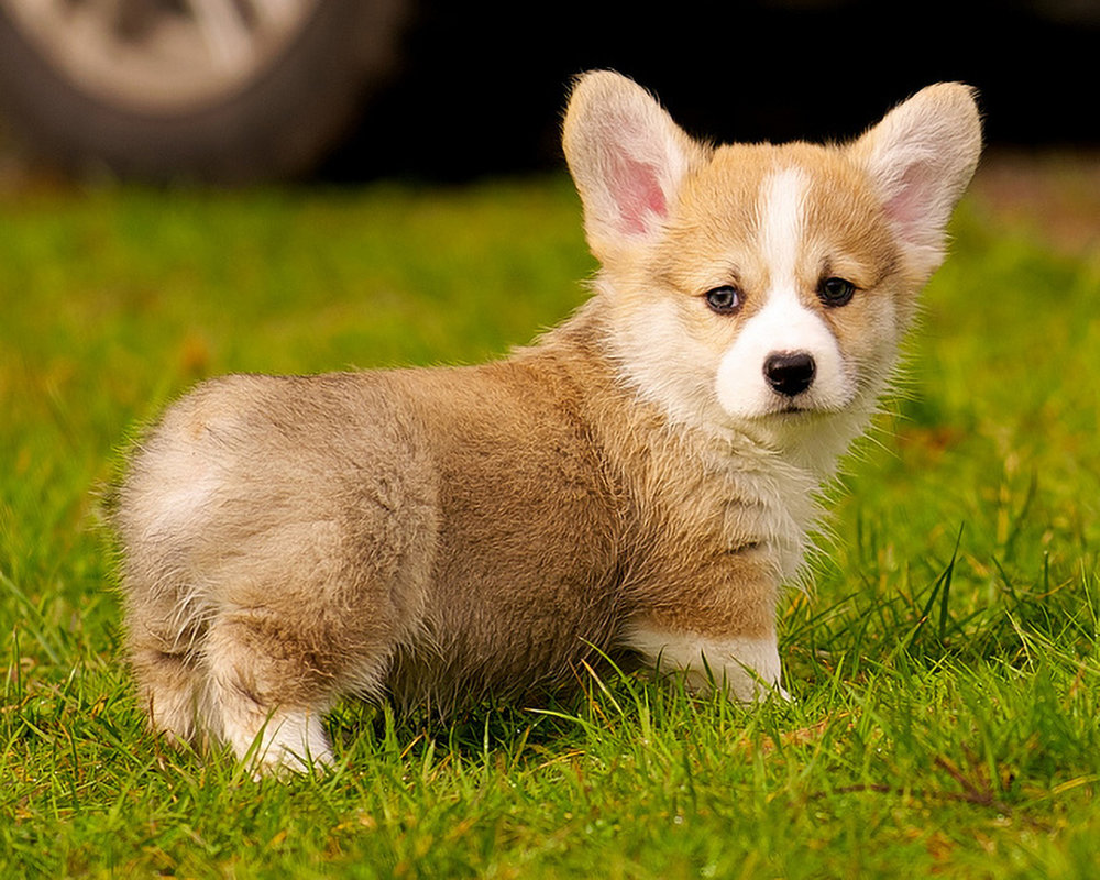 corgi