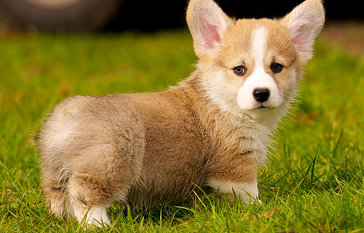 corgi